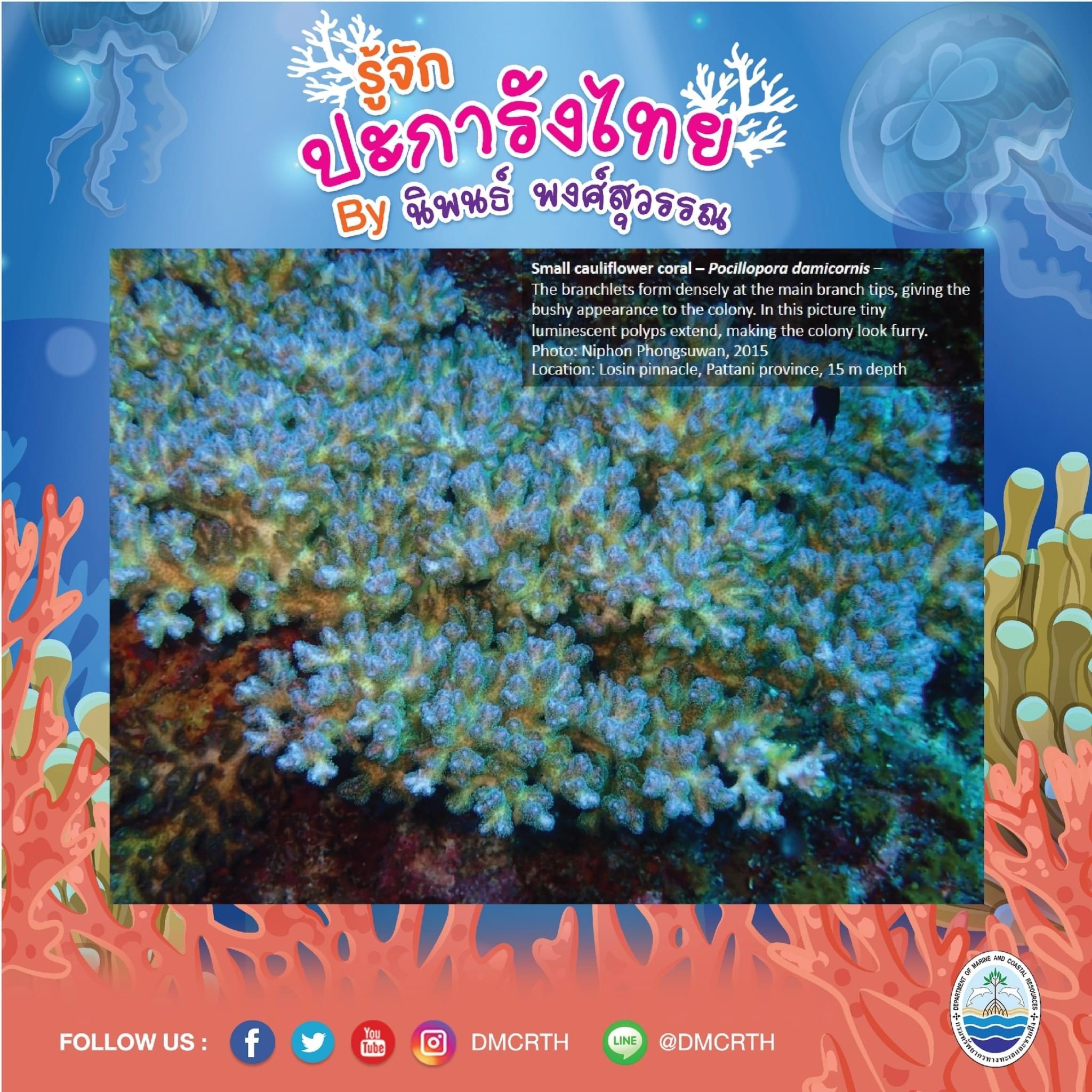 พาท่องโลกใต้ทะเล ทำความรู้จักปะการังวันละตัว #๒๑