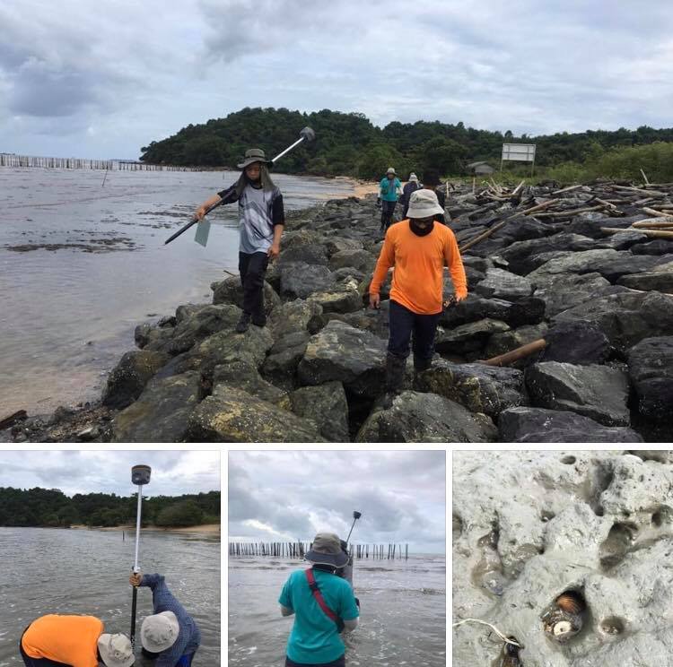 สำรวจชายฝั่งหาดโคลนตราด พบมีการสะสมตัวดีขึ้น