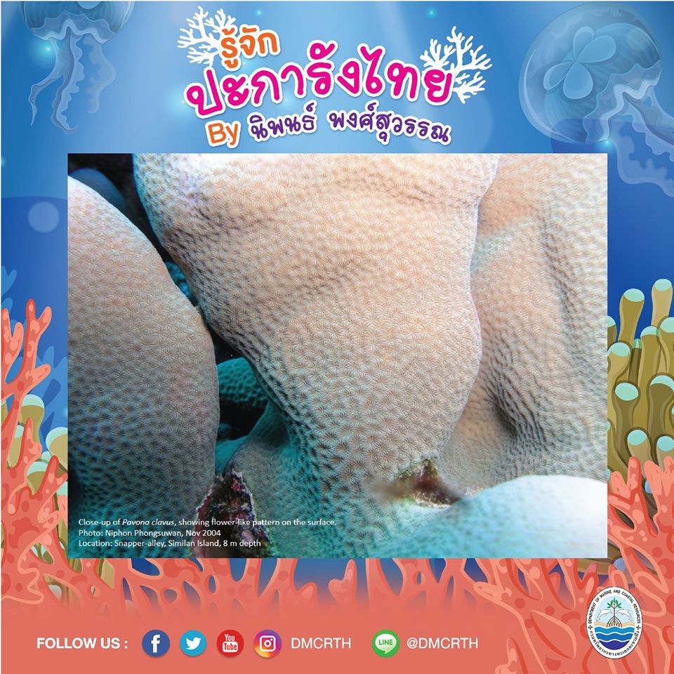พาท่องโลกใต้ทะเล ทำความรู้จักปะการังวันละตัว #๔๙