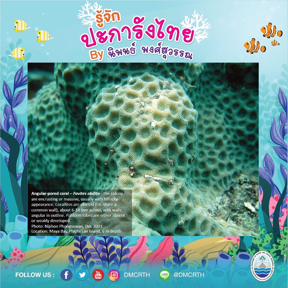 พาท่องโลกใต้ทะเล ทำความรู้จักปะการังวันละตัว #๘๑