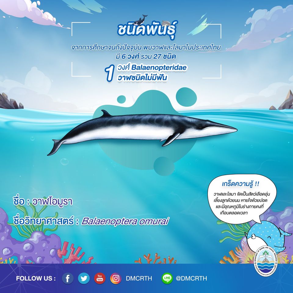 รู้จักเรา รู้จักวาฬ/โลมา วันละชนิด #๓ วาฬโอมูรา