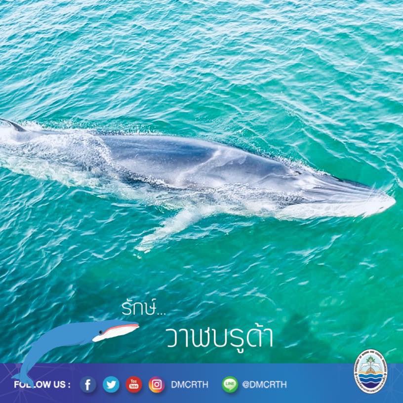 สวัสดี พี่น้องเครือข่ายอนุรักษ์ทะเลไทย