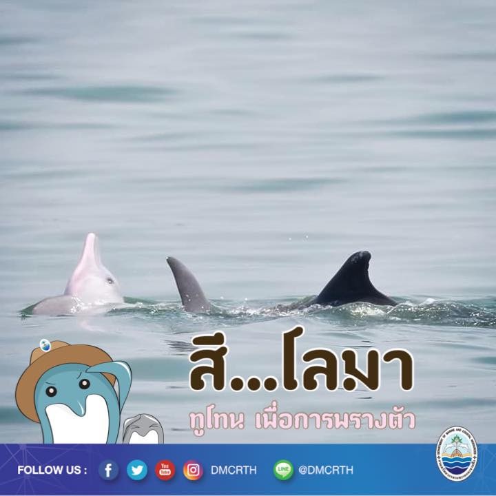 สวัสดี พี่น้องเครือข่ายอนุรักษ์ทะเลไทย