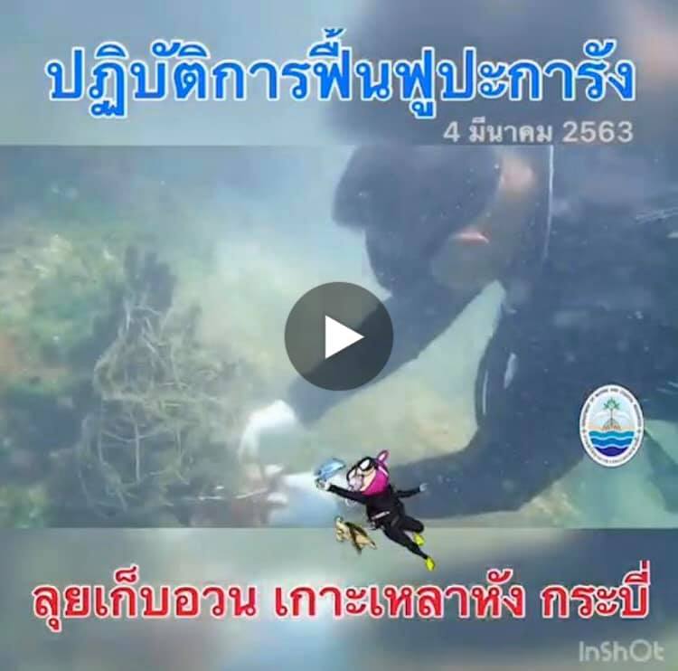 พาลุยเก็บขยะใต้ทะเลกระบี่ ฟื้นฟูปะการังเกาะเหลาหัง