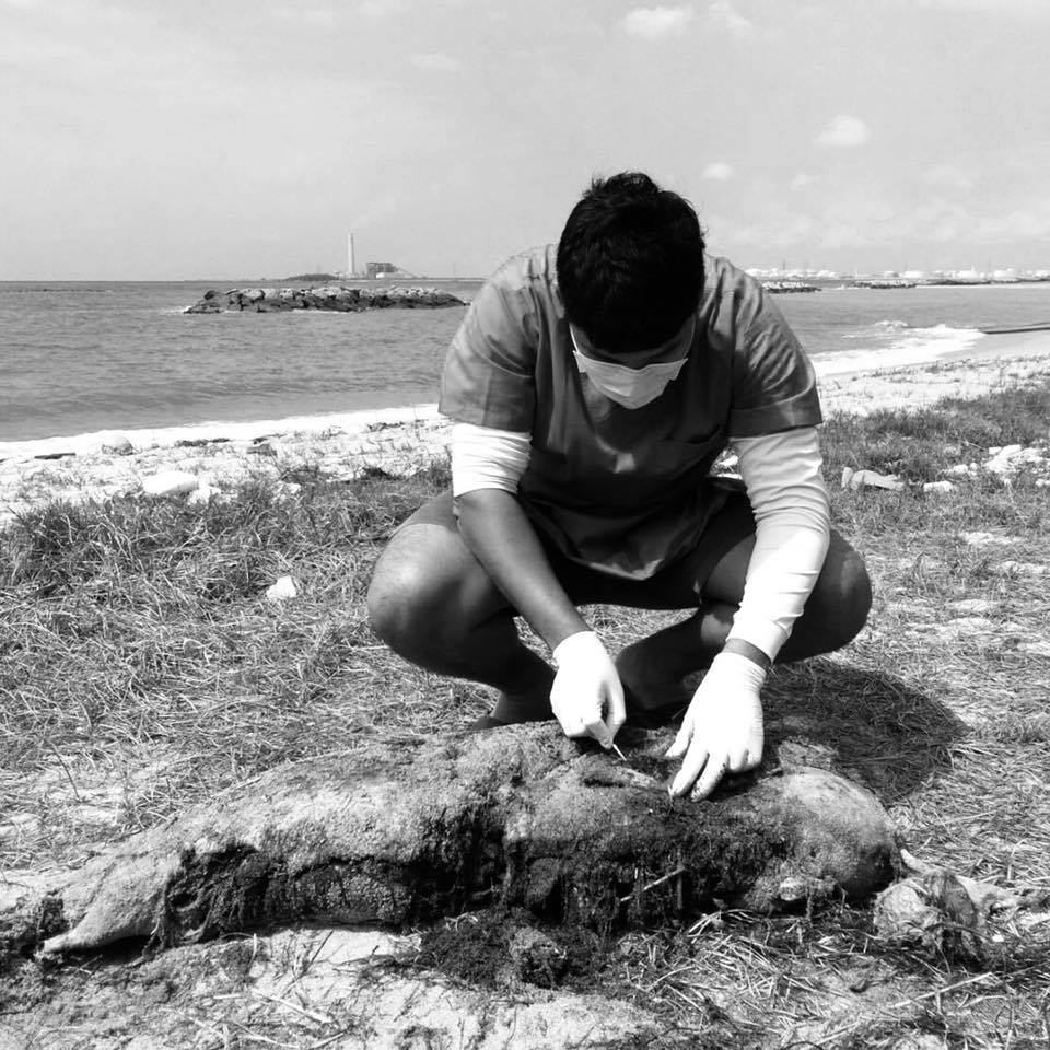 พิสูจน์ซากโลมาเกยหาดสุชาดา ตัวที่เกยหาดเมื่อวานนี้