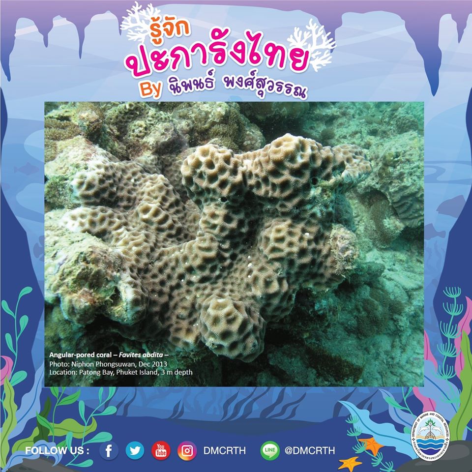 พาท่องโลกใต้ทะเล ทำความรู้จักปะการังวันละตัว #๘๒