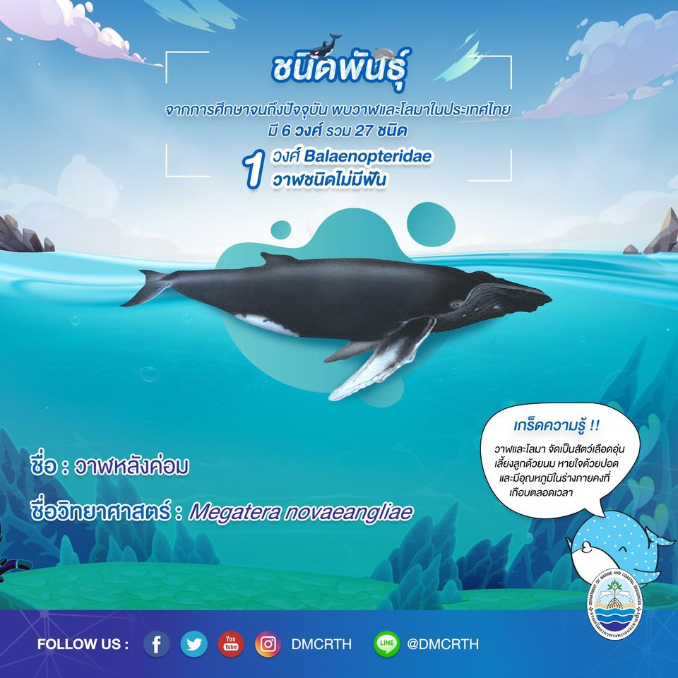 รู้จักเรา รู้จักวาฬ/โลมา วันละชนิด #๔ วาฬหลังค่อม