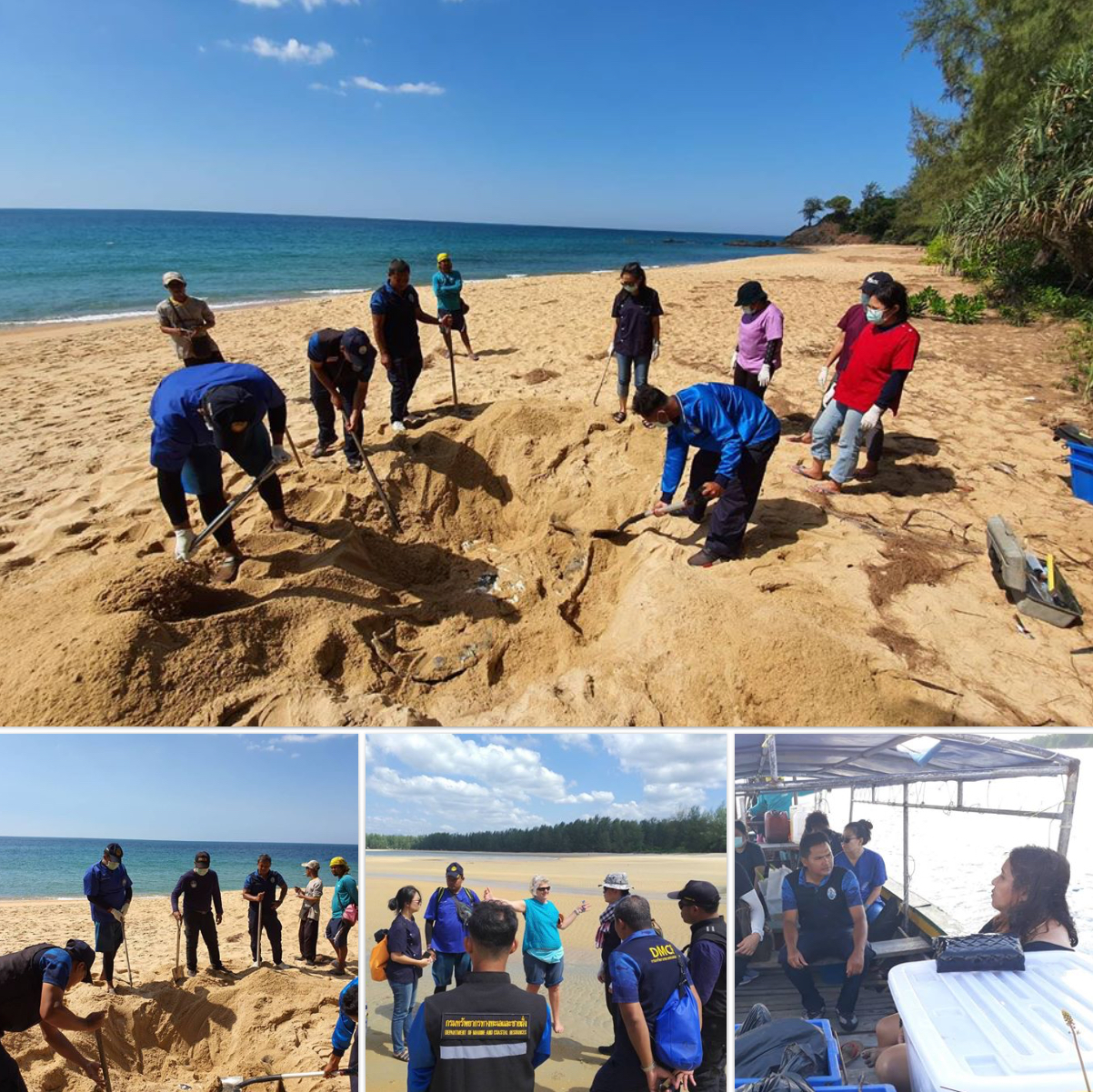 เร่งผ่าชันสูตรซากแม่เต่ามะเฟือง เกยหาดเกาะพระทอง ทะเลพังงา