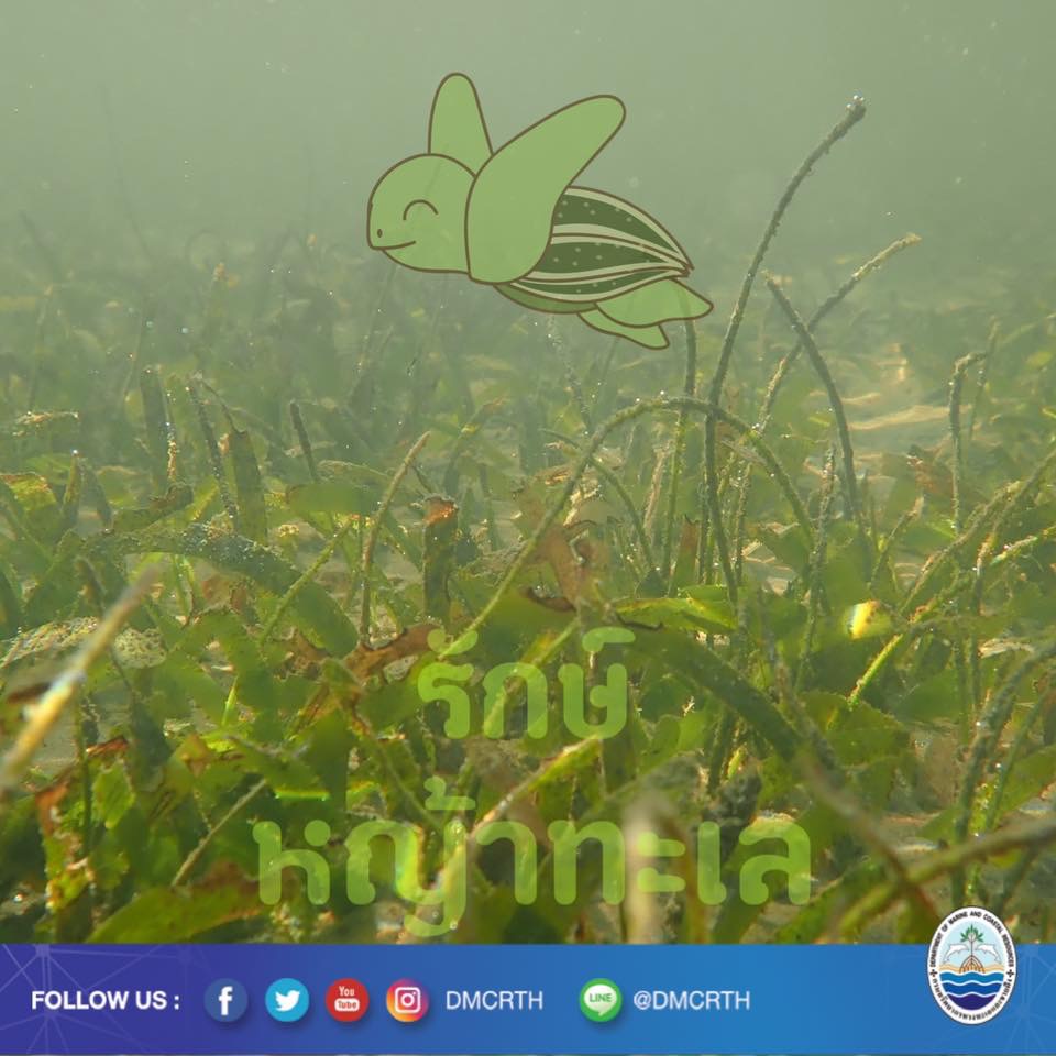 สวัสดี พี่น้องเครือข่ายอนุรักษ์ทะเลไทย