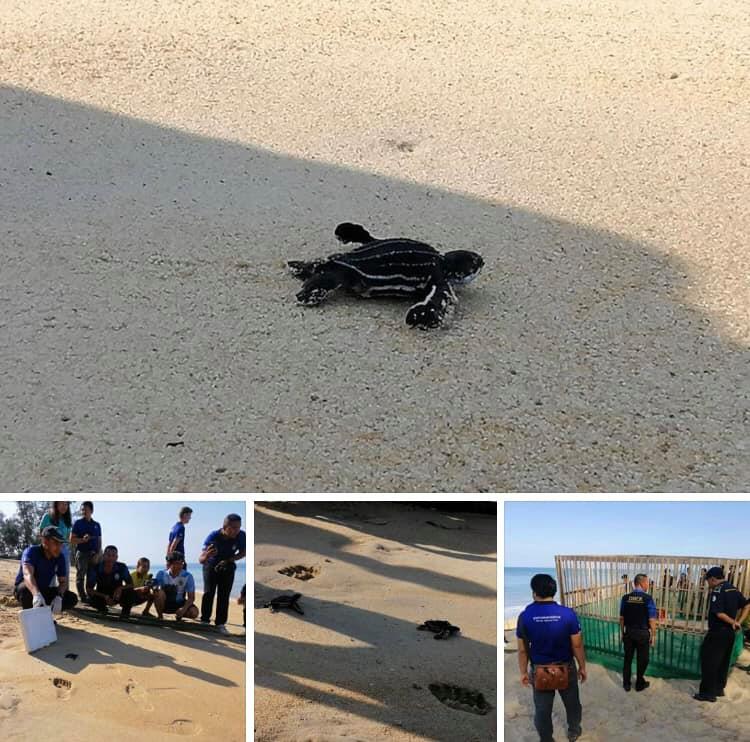 ฟักลงทะเลอีกแล้ว ลูกเต่ามะเฟืองหาดทรายแก้ว