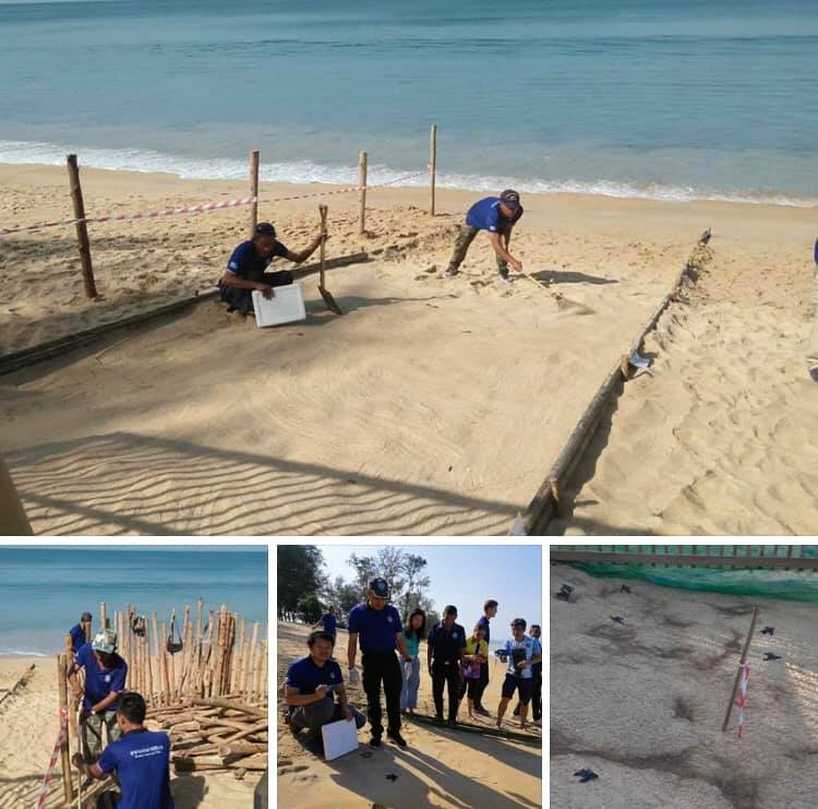 เตรียมรันเวย์หาดทรายแก้ว ส่งลูกเต่ามะเฟืองคืนทะเล