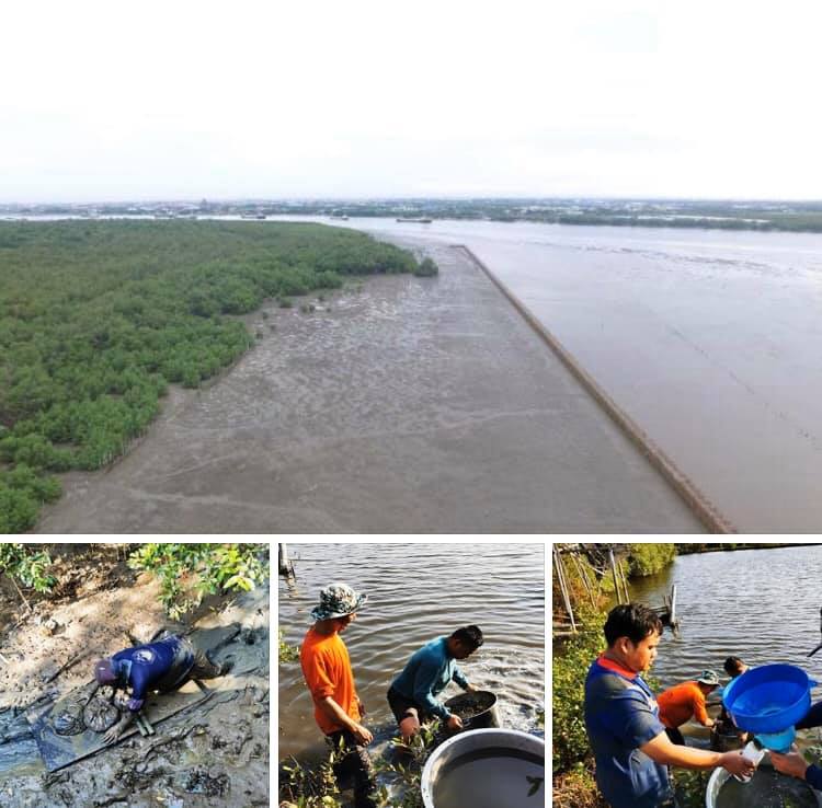 วิเคราะห์อินทรีย์สารหาดเลน ปากแม่น้ำท่าจีนฝั่งตะวันตก