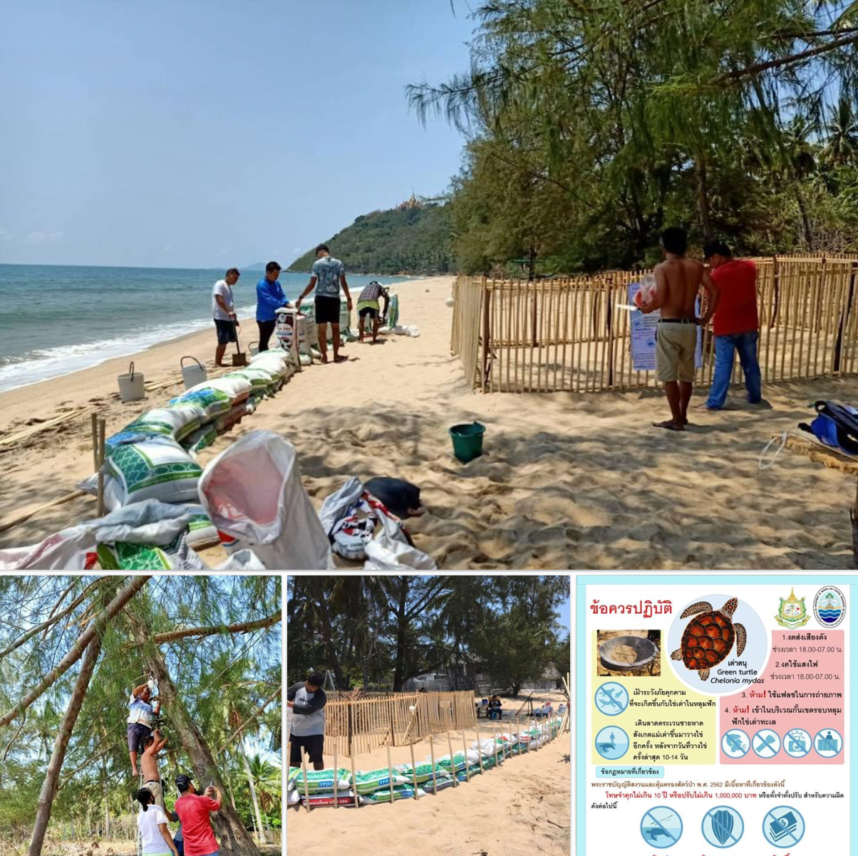 ชาวบางสะพานตื่นตัว รวมกลุ่มอนุรักษ์เต่าทะเลจริงจัง