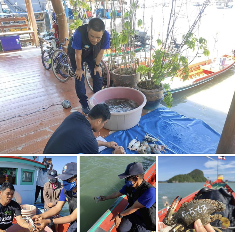 พบปะเครือข่ายทะเล ปล่อยปูม้าบ้านดอนสัก สุราษฎร์ธานี