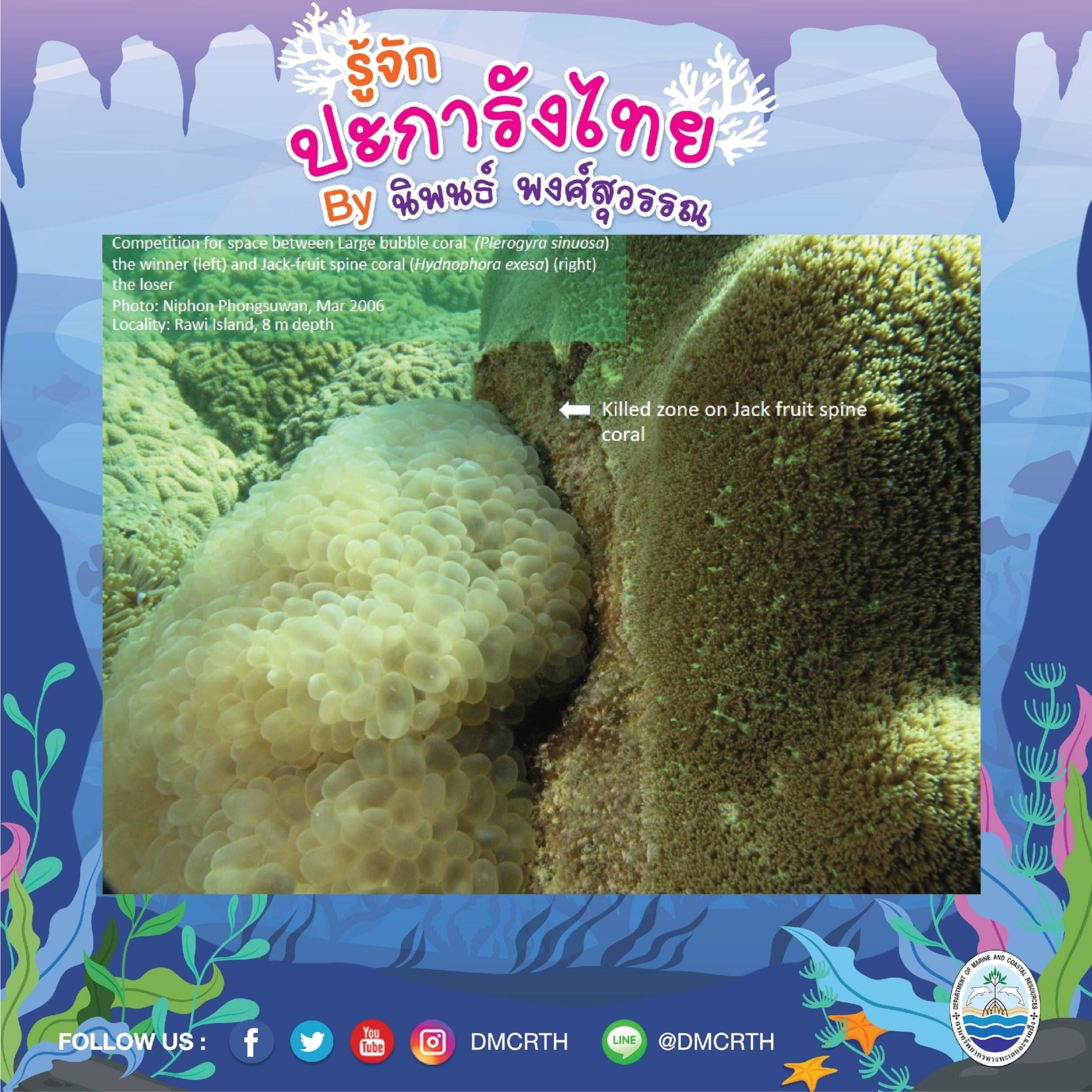 พาท่องโลกใต้ทะเล ทำความรู้จักปะการังวันละตัว #๒๓