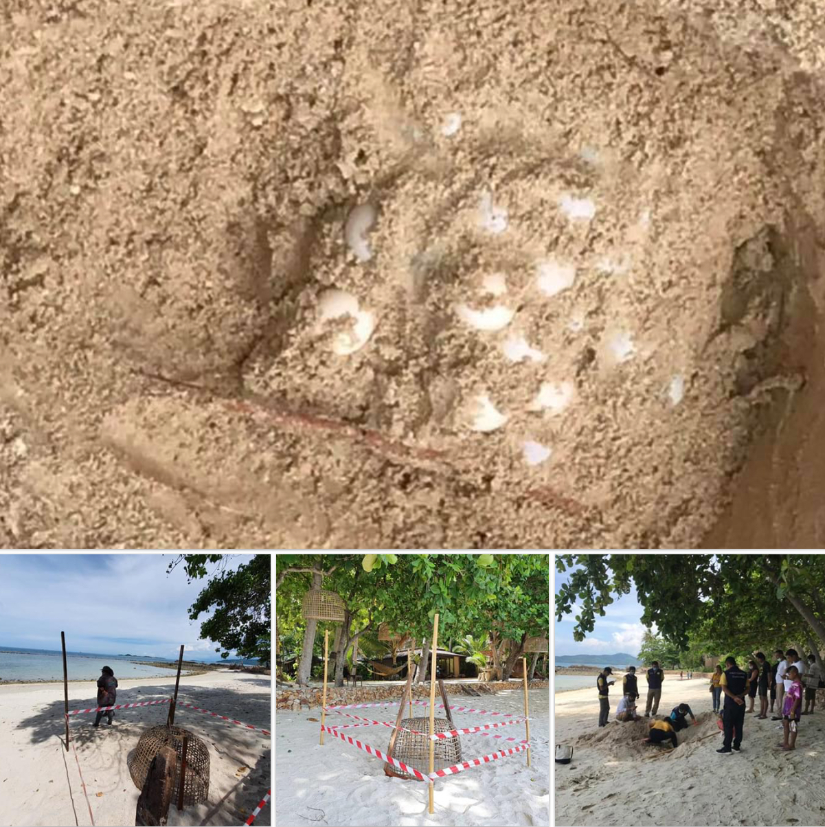 เฮพบอีก แม่เต่าวางไข่ซ้ำชายหาดแหลมสอ เกาะสมุย