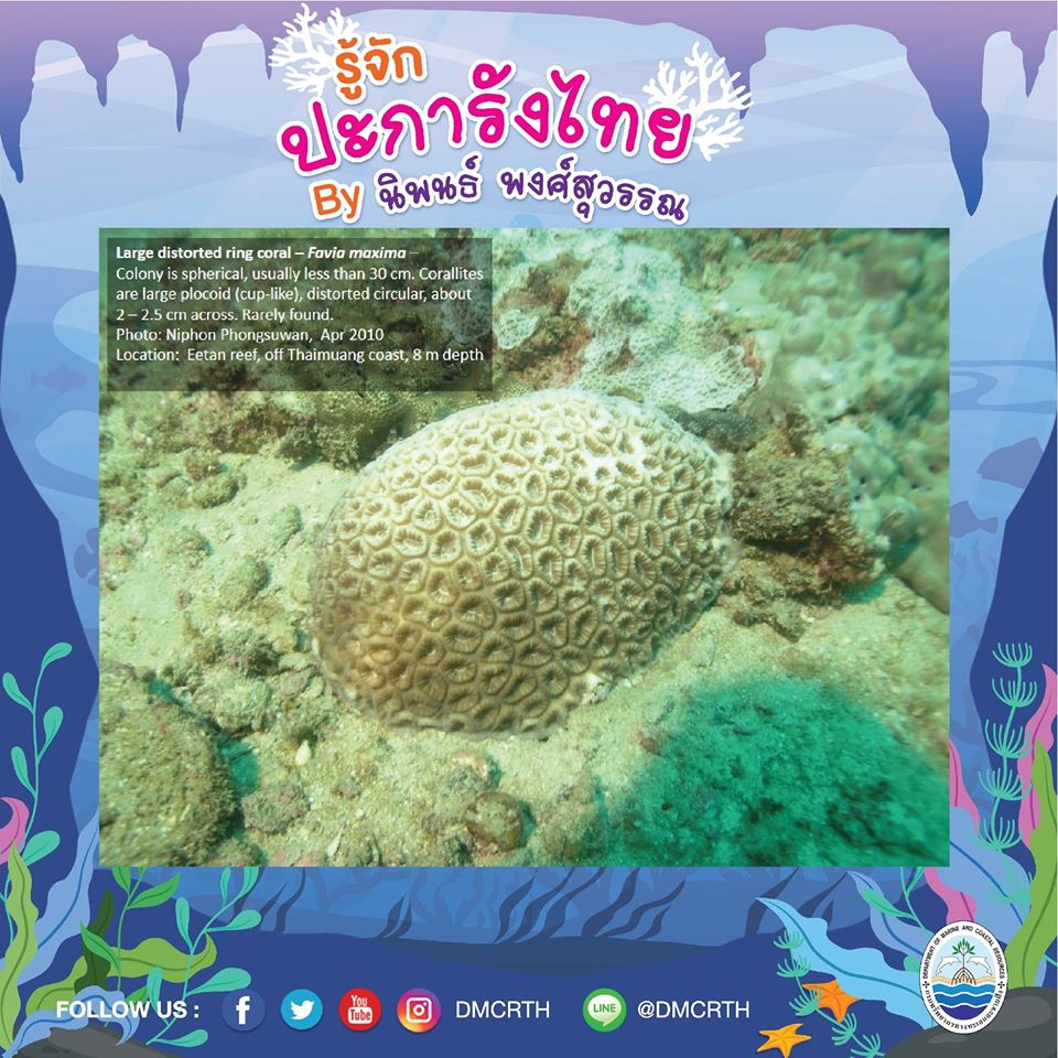 พาท่องโลกใต้ทะเล ทำความรู้จักปะการังวันละตัว #๘๓