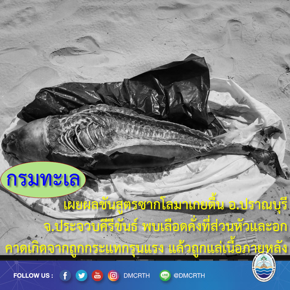 ผลชันสูตรซากโลมาเกยตื้นหาดเขากะโหลก ตายจากการกระแทกรุนแรง ก่อนถูกแล่เนื้อภายหลัง