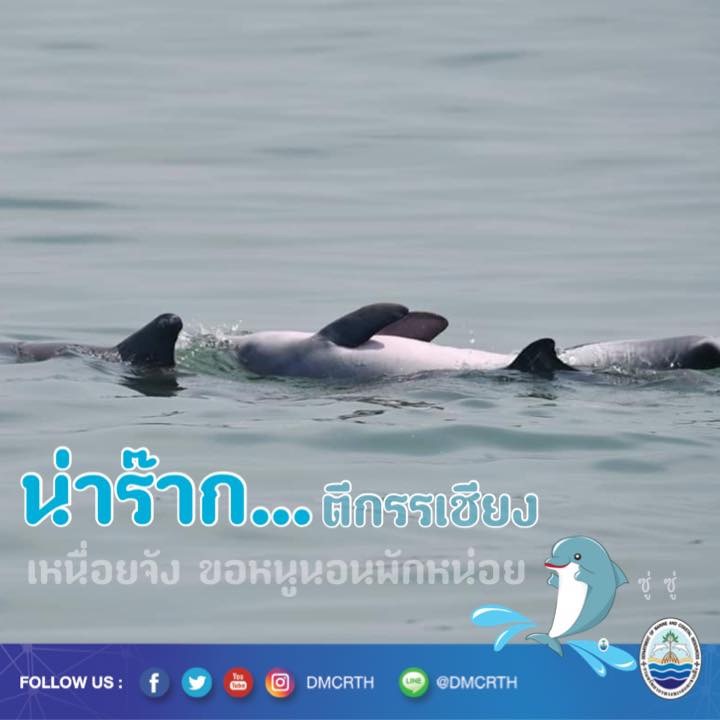 สวัสดี พี่น้องเครือข่ายอนุรักษ์ทะเลไทย