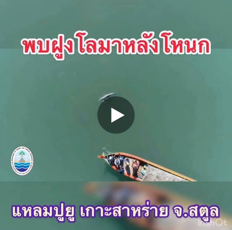 คลิปสำรวจพฤติกรรมโลมาแหลมปูยู/เกาะสาหร่าย สตูล