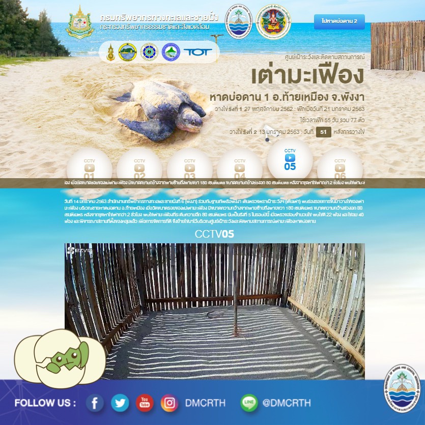 เตรียมฟักเป็นตัว เต่ามะเฟืองหาดบ่อดานกลางเดือนมีนาคม