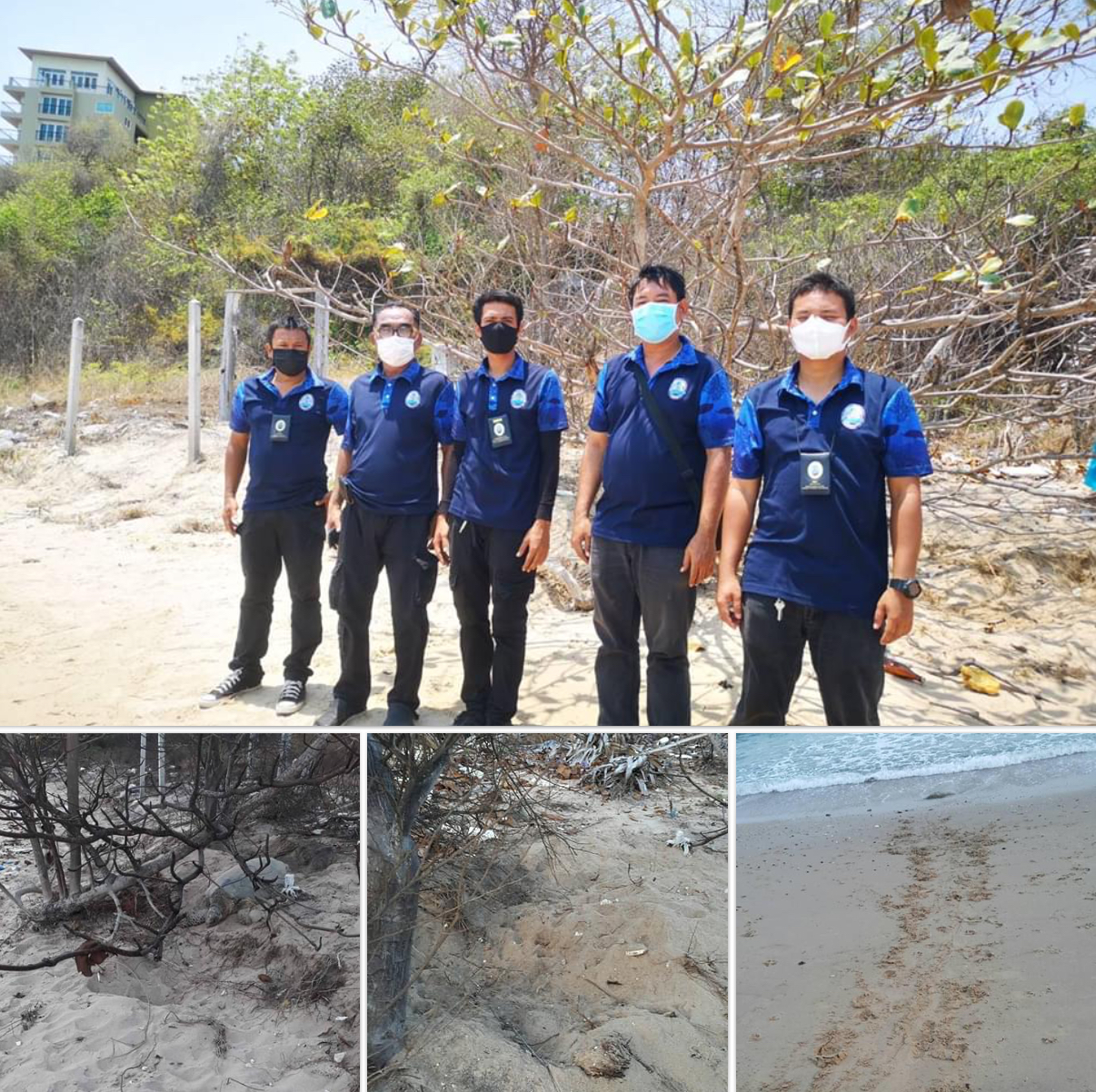 เจอหลุมไข่ แต่ไม่พบไข่เต่า ชายหาดระยอง