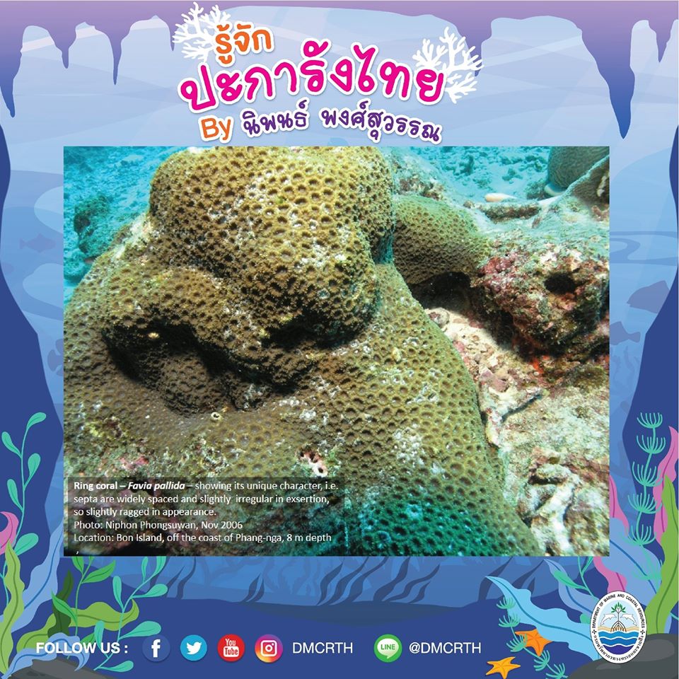 พาท่องโลกใต้ทะเล ทำความรู้จักปะการังวันละตัว #๘๔