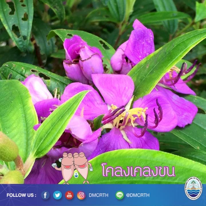 สวัสดี พี่น้องเครือข่ายอนุรักษ์ทะเลไทย