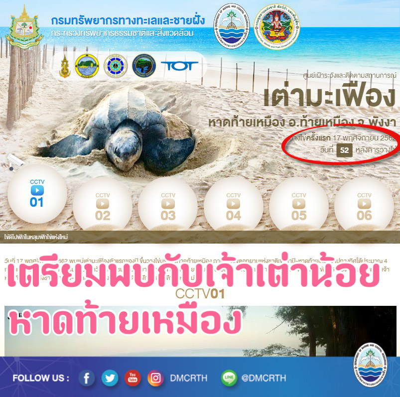 นับถอยหลัง ไม่เกิน ๗ วันมาแน่ เจ้าเต่าน้อยหาดท้ายเหมือง