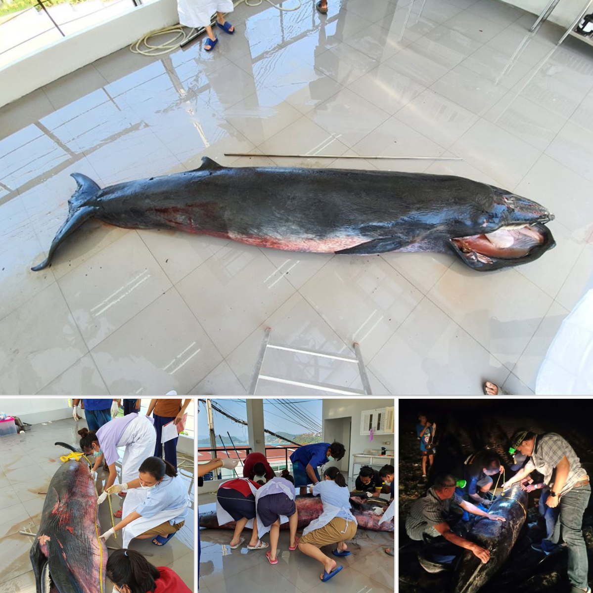 ผลชันสูตรซากวาฬโอมูระ เกาะลันตา เป็นเพราะกิจกรรมมนุษย์