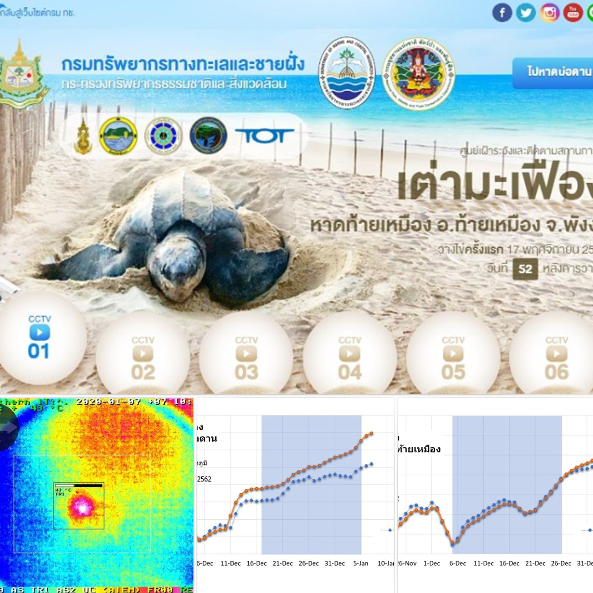 ใกล้เข้ามาทุกที เตรียมพบลูกเต่ามะเฟืองน้อยๆ จากพังงา