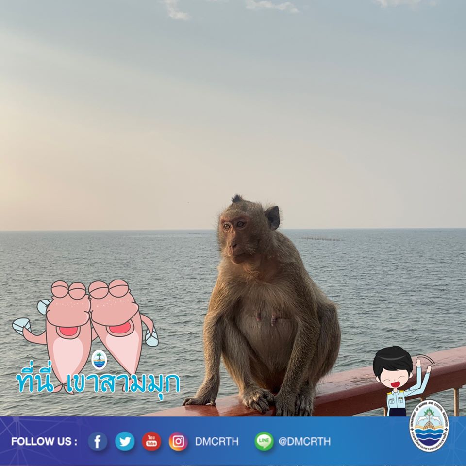 สวัสดี พี่น้องเครือข่ายอนุรักษ์ทะเลไทย