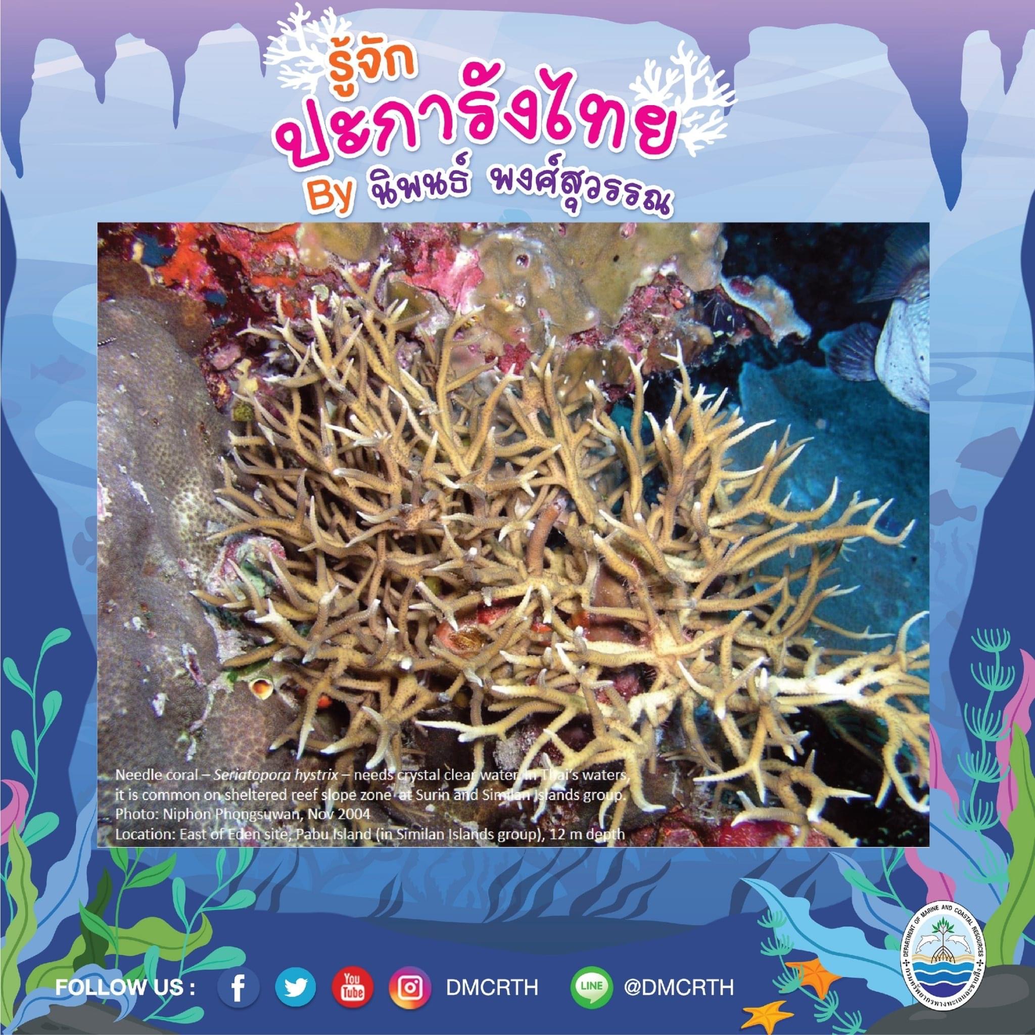 พาท่องโลกใต้ทะเล ทำความรู้จักปะการังวันละตัว #๒๕