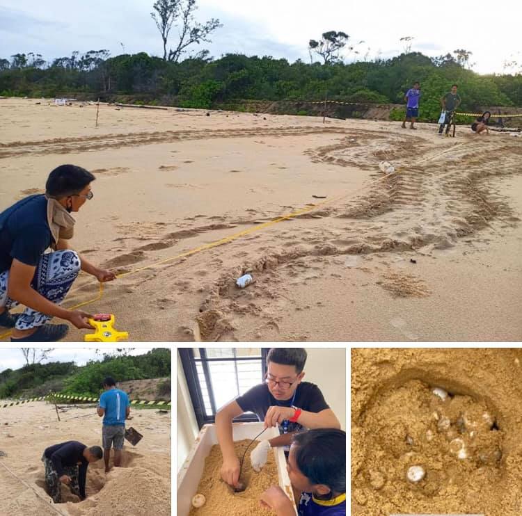 ฟินต่อไม่รอใคร หาดเขาหน้ายักษ์มีเต่ามะเฟืองมาวางไข่