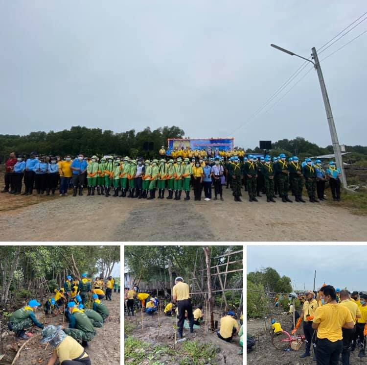 ร่วมจัดใหญ่ ปลูกป่าชายเลนคลองเกลือเฉลิมพระเกียรติในหลวง
