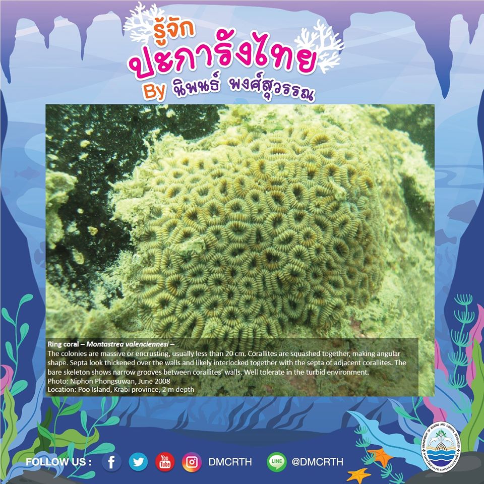 พาท่องโลกใต้ทะเล ทำความรู้จักปะการังวันละตัว #๘๕