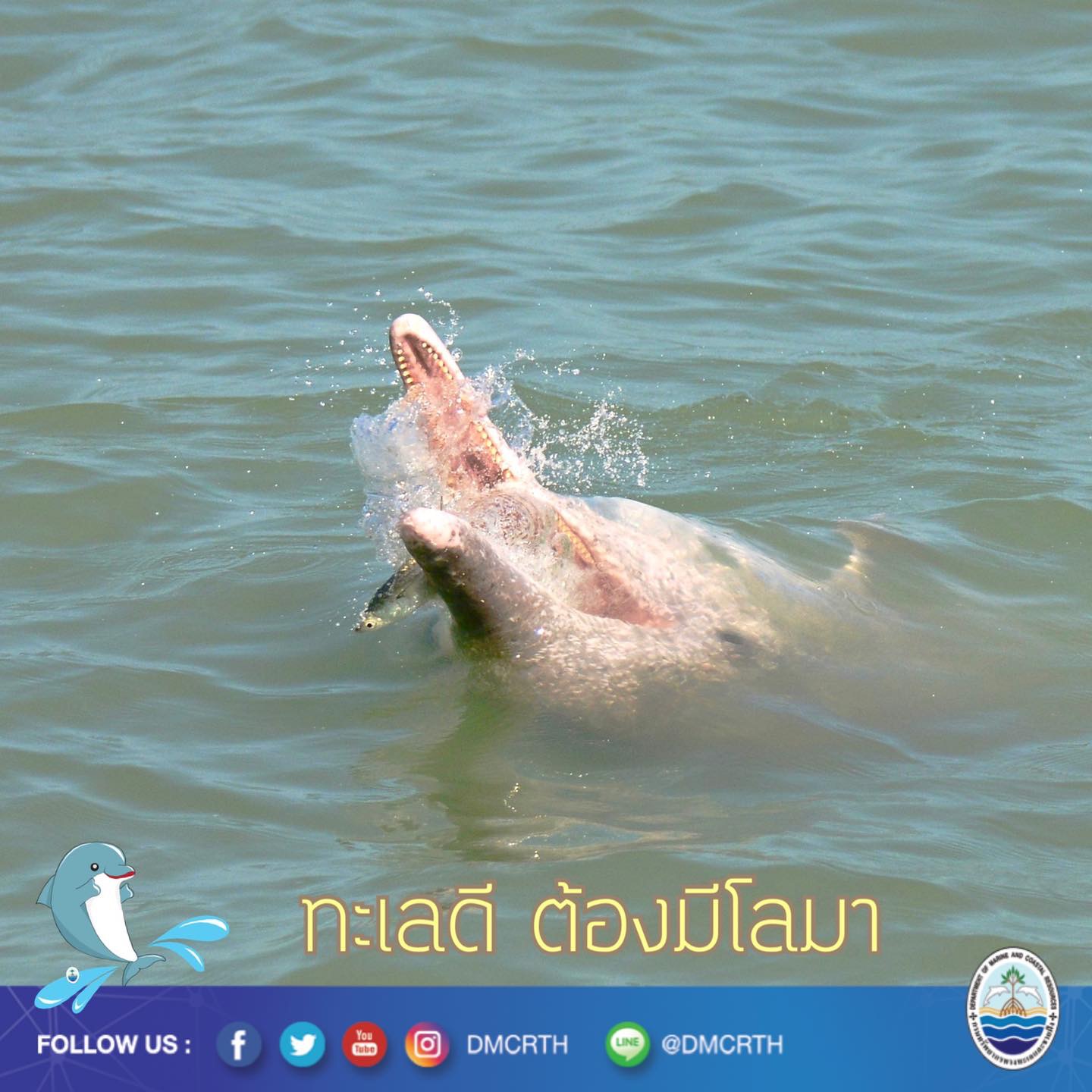 สวัสดี พี่น้องเครือข่ายอนุรักษ์ทะเลไทย