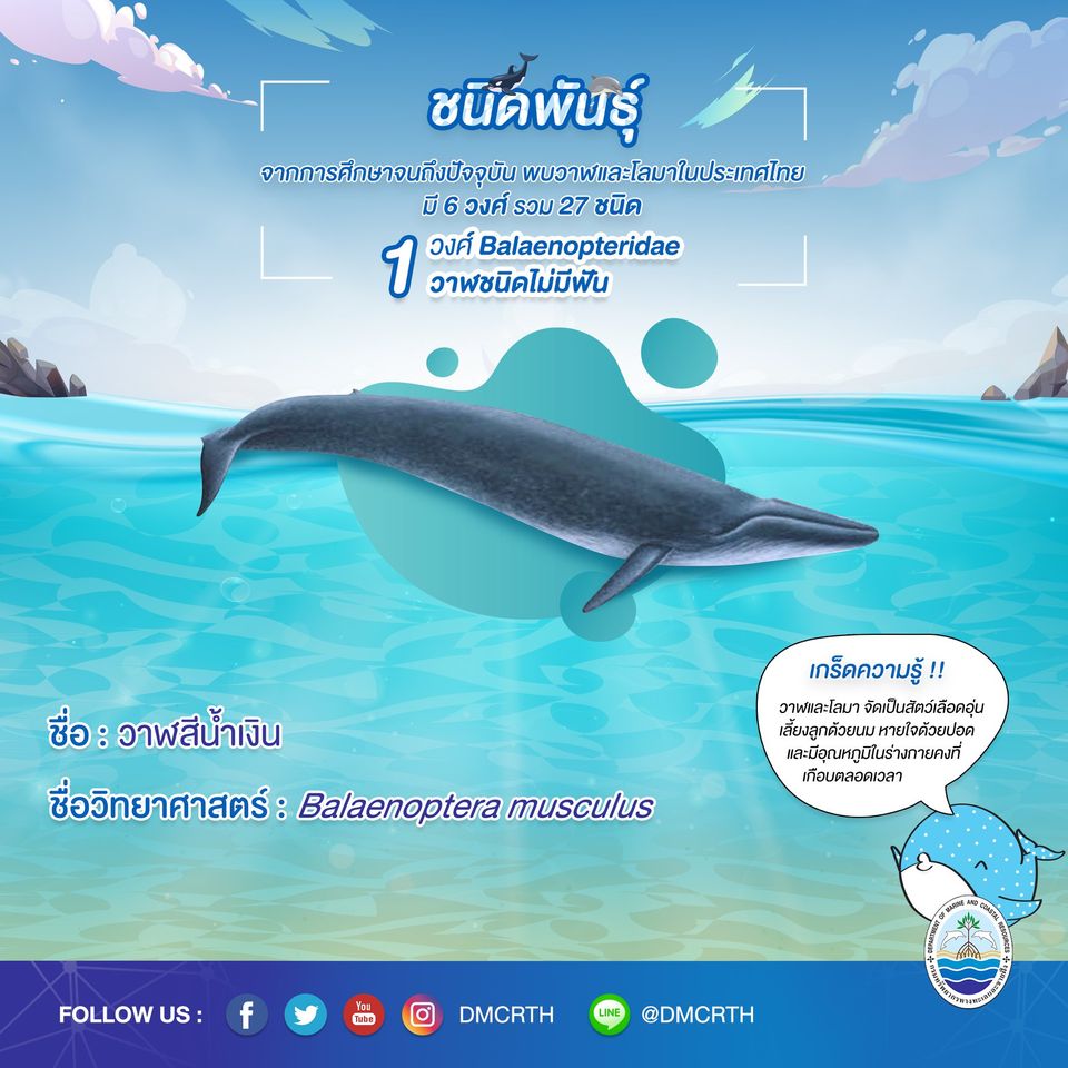 รู้จักเรา รู้จักวาฬ/โลมา วันละชนิด #๕ วาฬสีน้ำเงิน