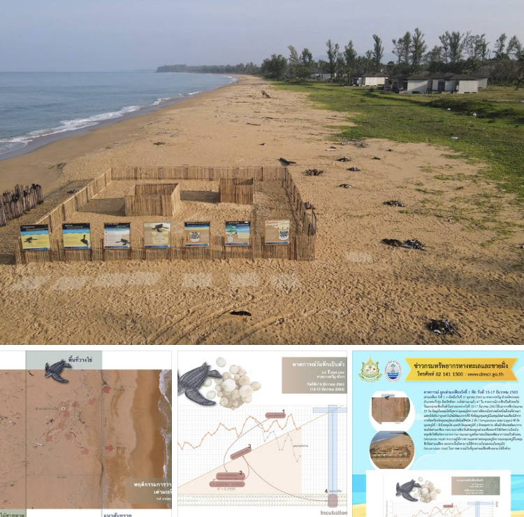 ใกล้ยลโฉมเจ้าเต่ามะเฟืองตัวน้อย จากรังที่๑ หาดบางขวัญ