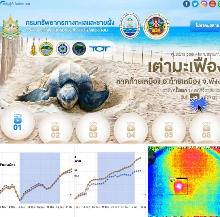 เตรียมพบลูกเต่ามะเฟืองน้อยๆ จากทะเลพังงา