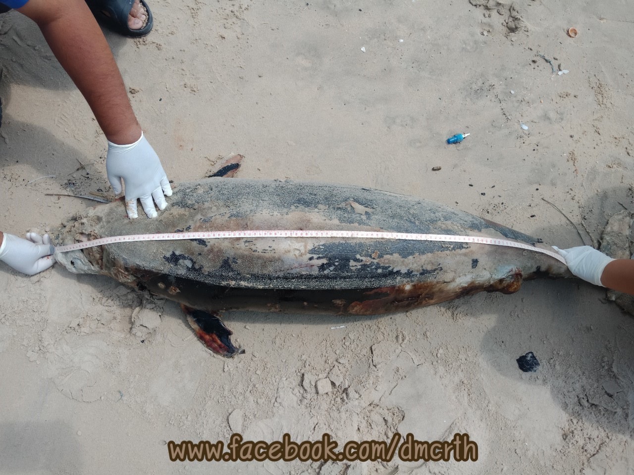 น่าเสียดาย พบโลมาคาดป่วยตายชายหาดระโนด สงขลา
