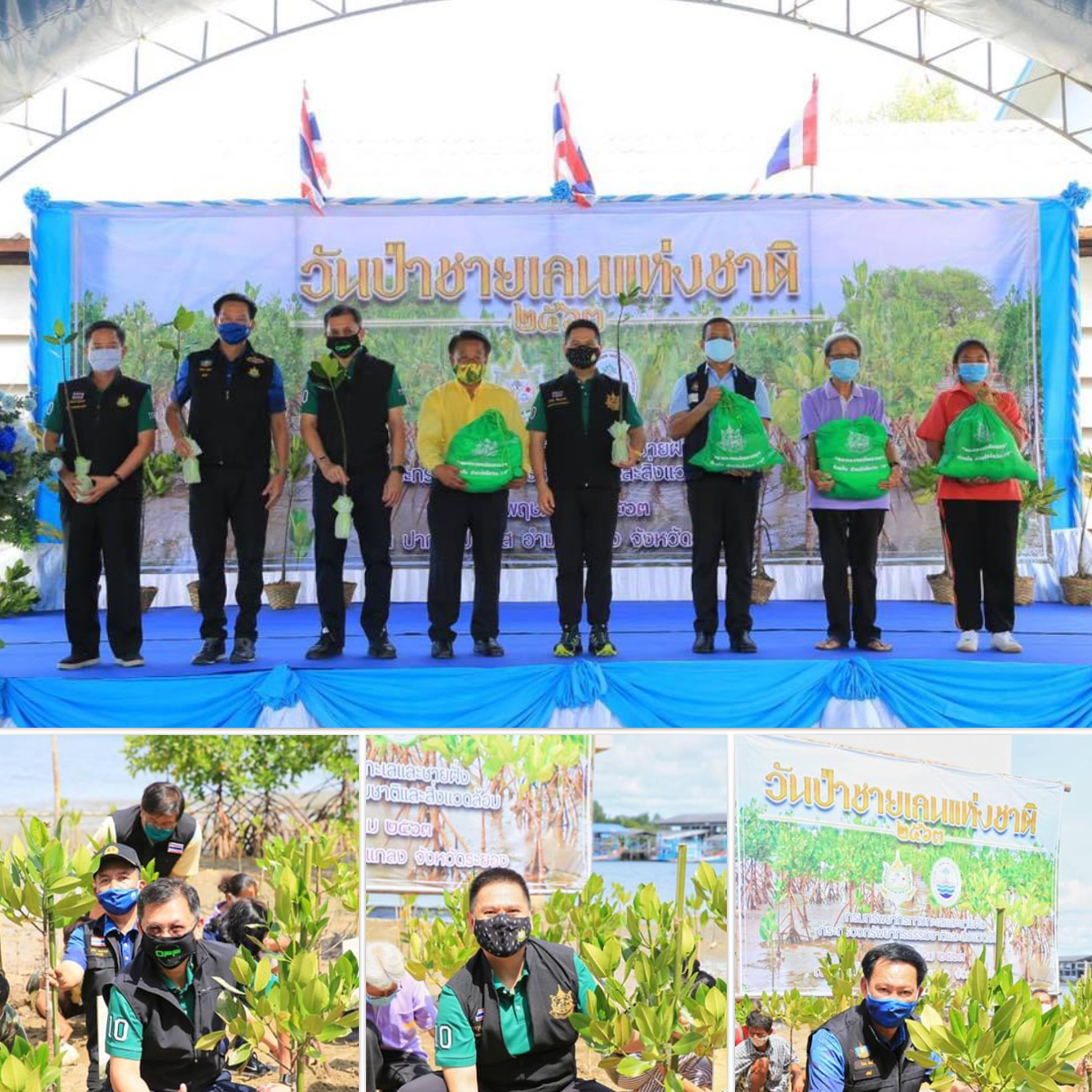 วันป่าชายเลนแห่งชาติ จัดเรียบง่าย ส่งเสริมการมีส่วนร่วมอนุรักษ์ฟื้นฟูคืนความสมบูรณ์สู่ป่า