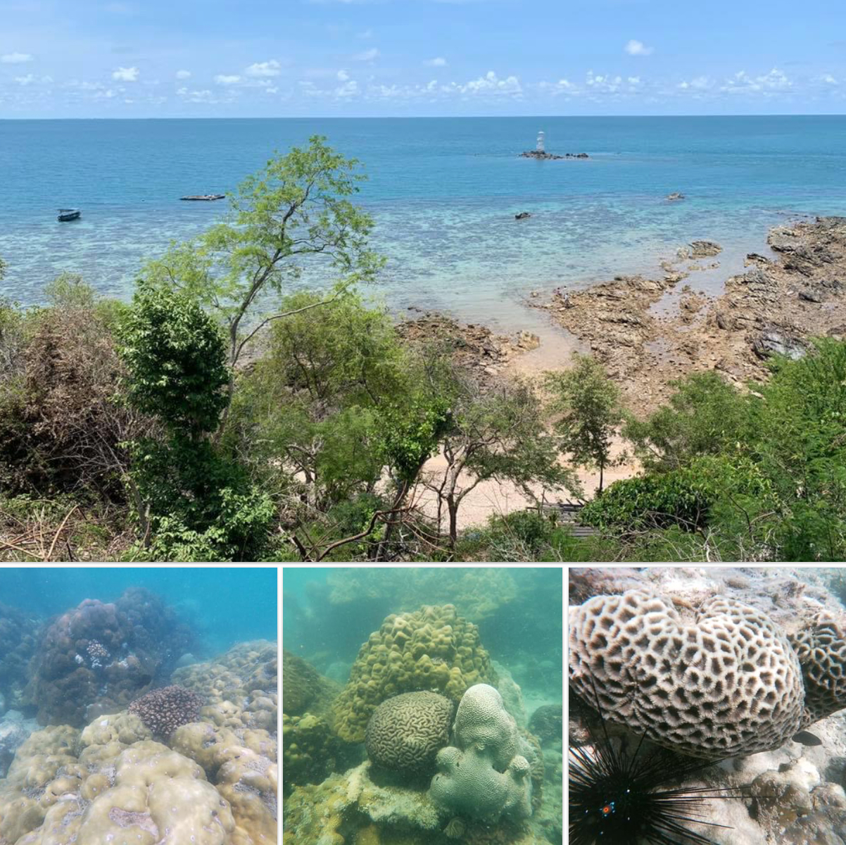 สถานการณ์ปะการังช่องแสมสาร ยังไม่พบฟอกขาว