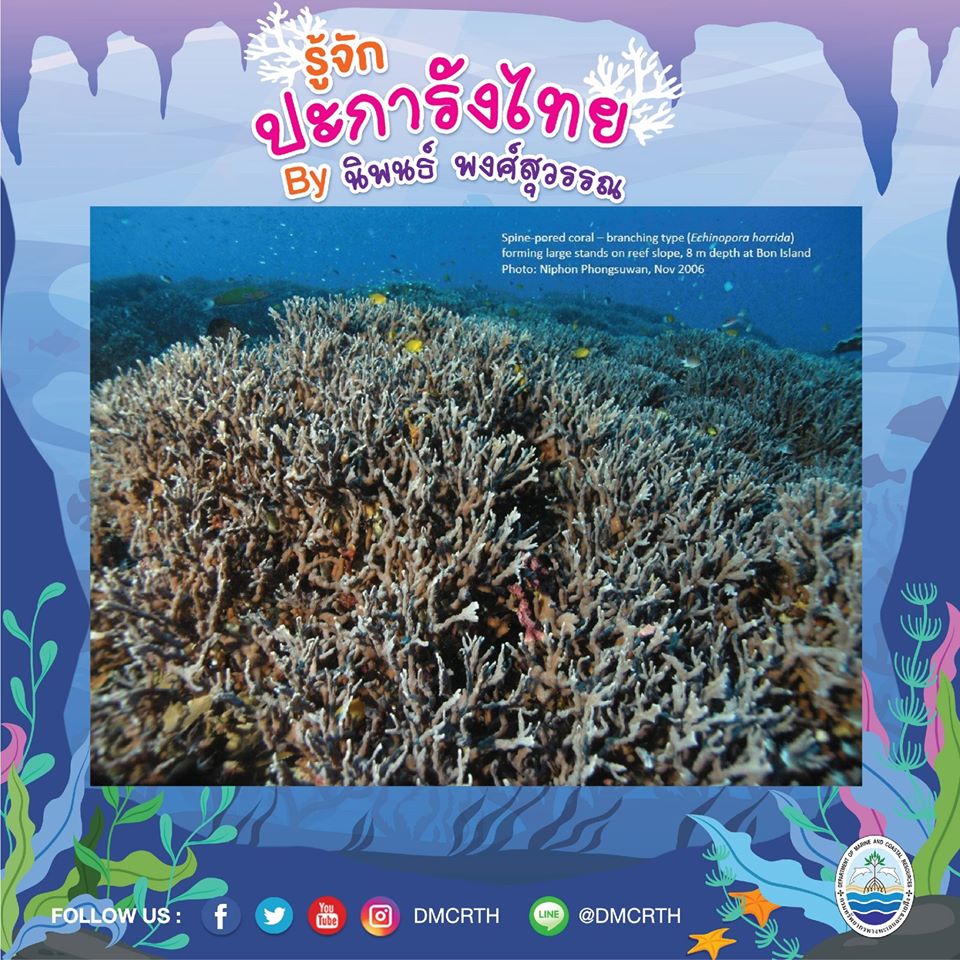 พาท่องโลกใต้ทะเล ทำความรู้จักปะการังวันละตัว #๒๖