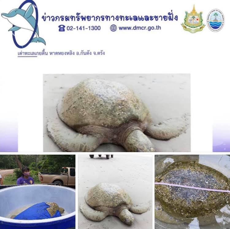ทช. จับมืออุทยานหาดเจ้าไหมช่วยแม่เต่าตนุเกยตื้น