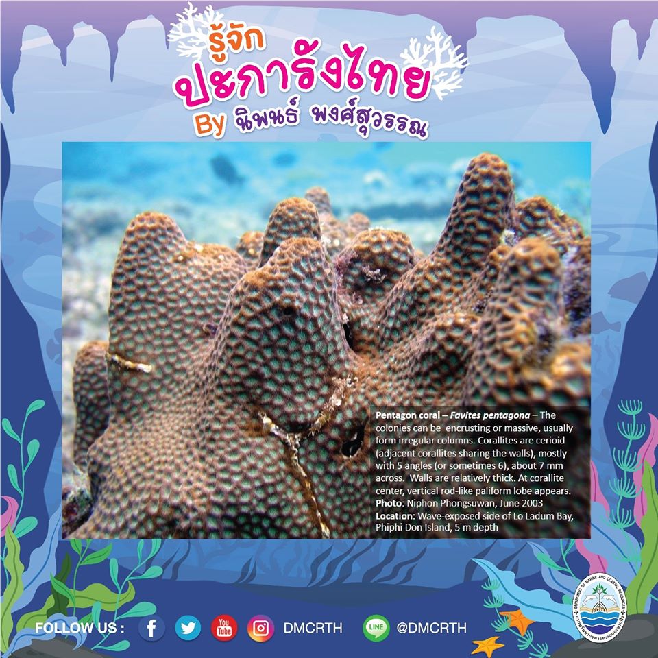พาท่องโลกใต้ทะเล ทำความรู้จักปะการังวันละตัว #๘๖