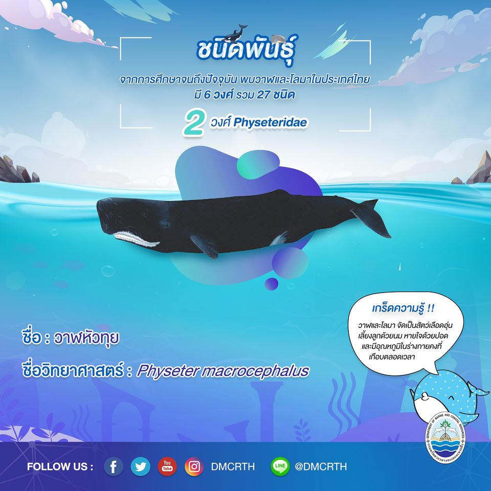 รู้จักเรา รู้จักวาฬ/โลมา วันละชนิด #๖ วาฬหัวทุย