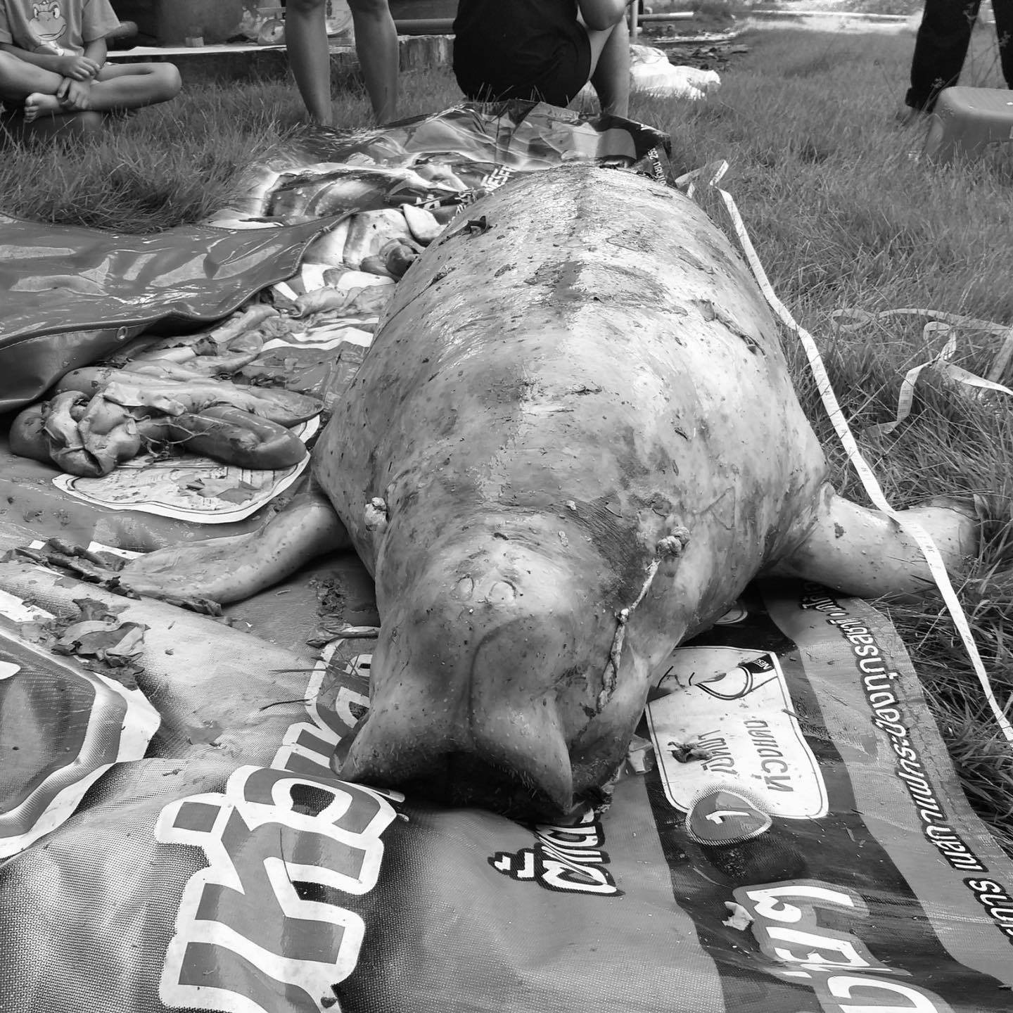 เผยผลชันสูตรซากพะยูน จากเกาะรอกน้อย ทะเลตรัง