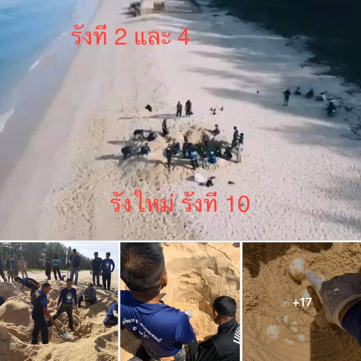 ยืนยันข่าวดี แม่เต่ามะเฟืองขึ้นวางไข่รังที่ ๑๐ หาดบ่อดาน