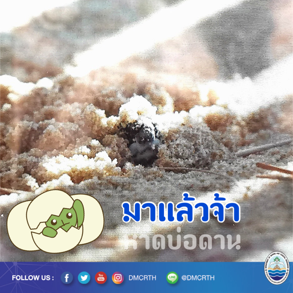 มาแล้ว เจ้าเด็กน้อยทยอยคลานขึ้นมาจากหลุมบ่อดาน
